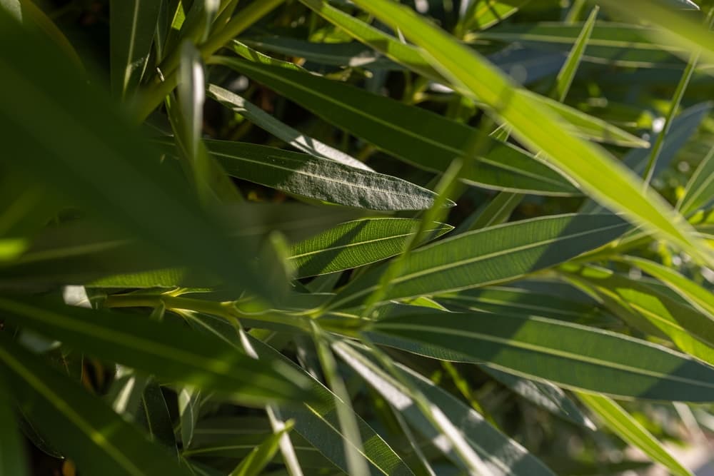 fresh green spring growth of oleander plant