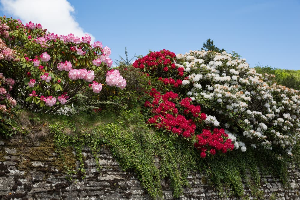 white, pink and red oleander bushes growing on an old stone wall