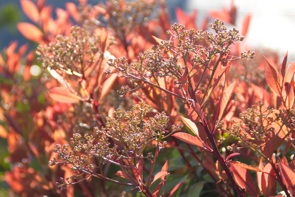 red sunlit foliage of Photinia × fraseri shown in autumn