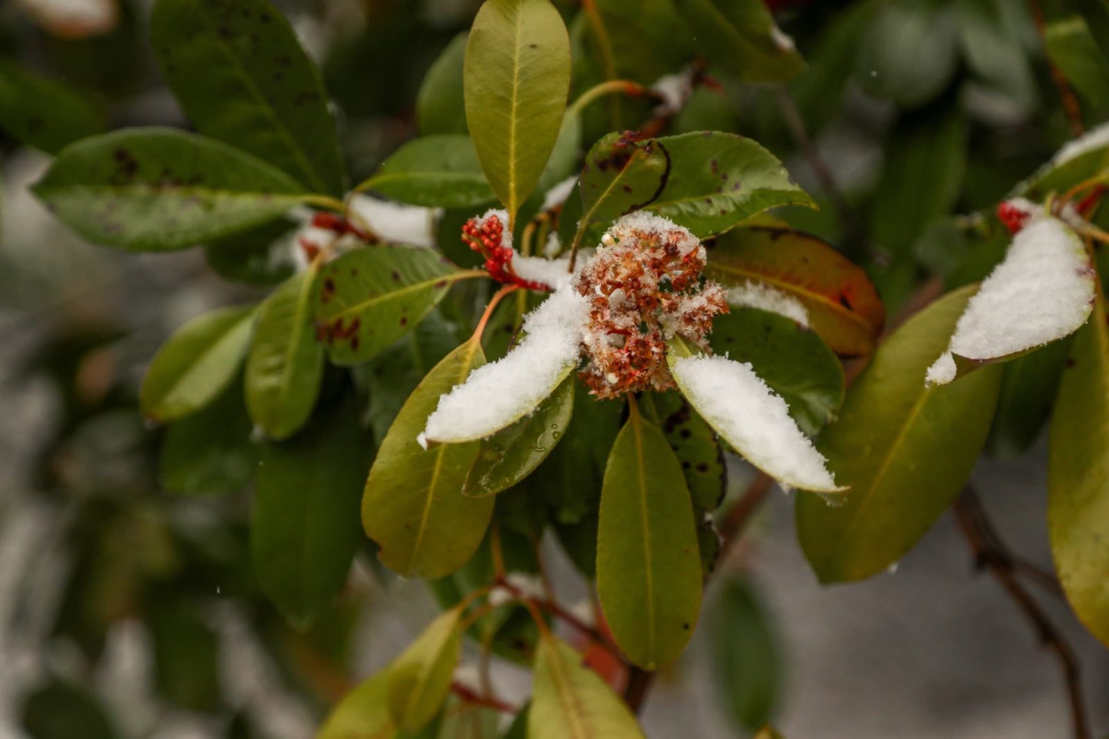 photinia with buds covered in snow