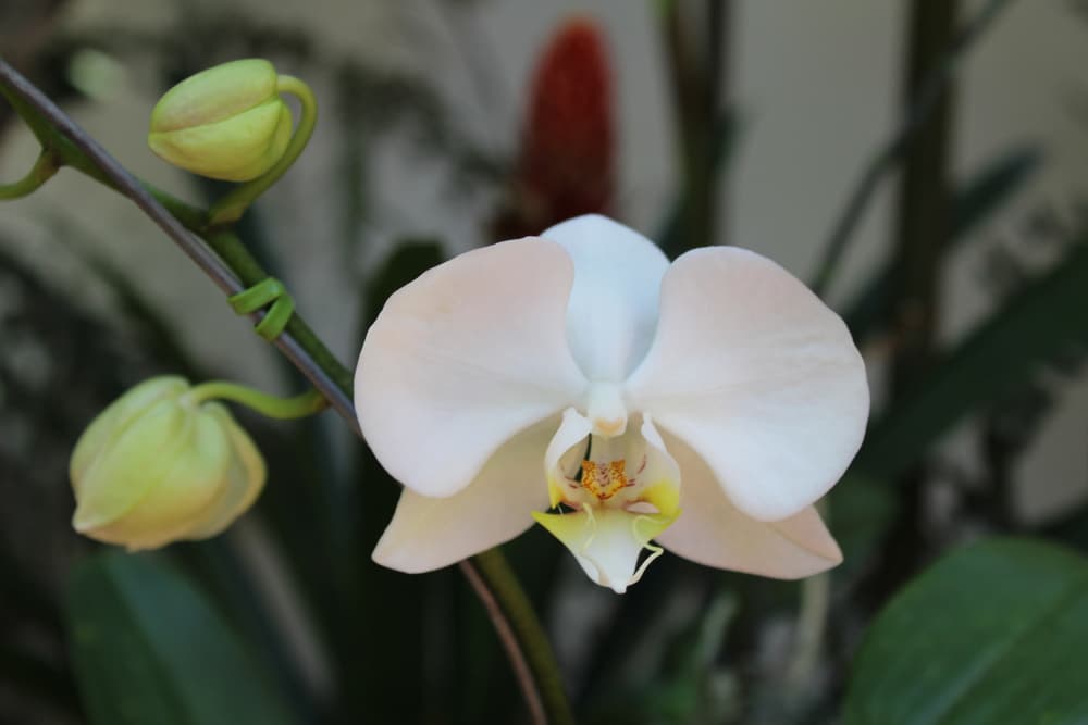 peach and white coloured petals of Phalaenopsis amabilis with buds ready to flower in the background