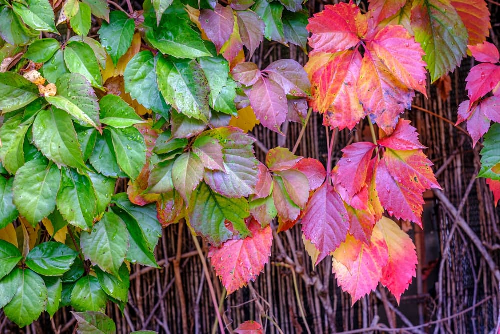 Parthenocissus quinquefolia growing against bamboo screening