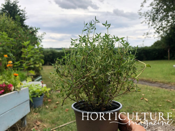 How, When & Where To Plant Thyme Horticulture.co.uk