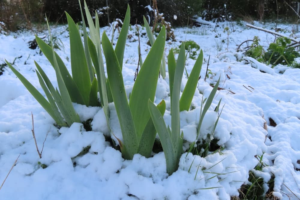 bearded iris plants emerging from snow covered ground