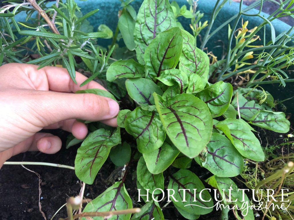 a hand harvesting a leaf from a sorrel plant