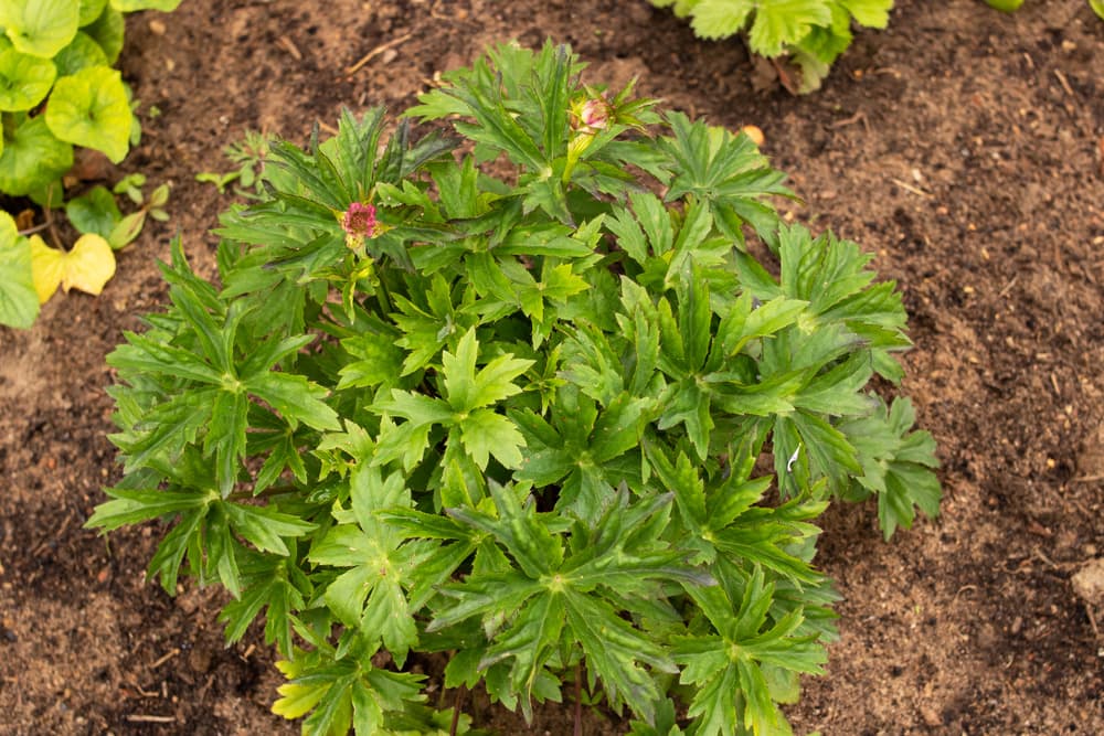 bushy green astrantia foliage in a garden bed