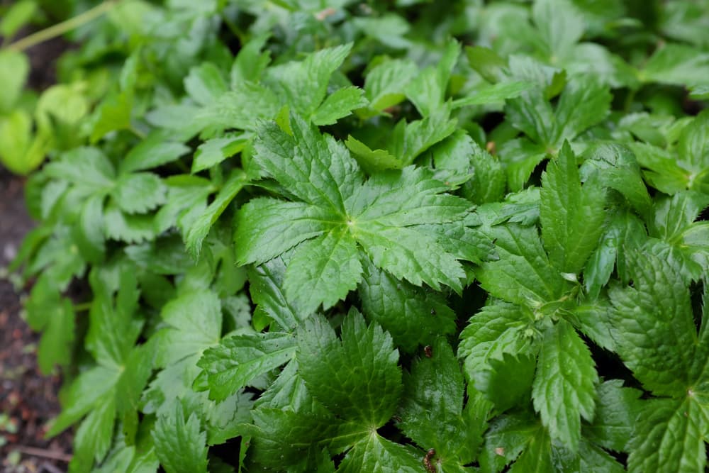 a large and bushy Astrantia major plant ready for division