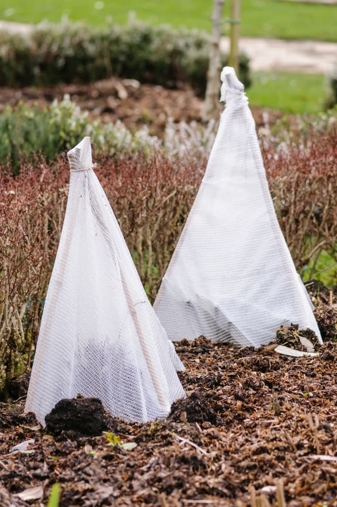 tender plants in open ground being protected by wigwam horticultural fleece structures