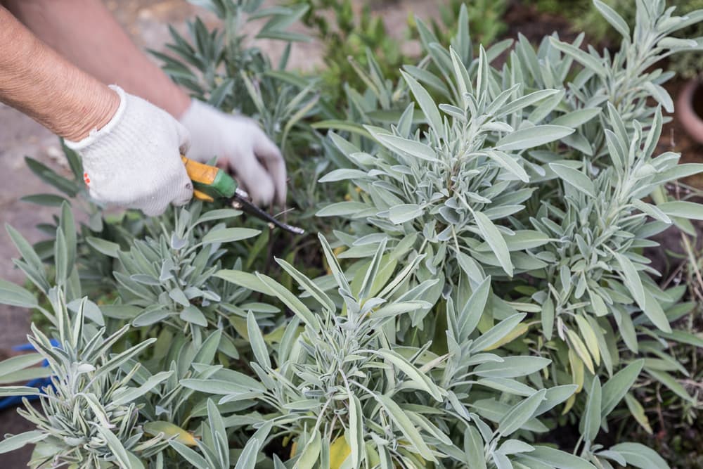 secateurs being used to take cuttings from a salvia stem