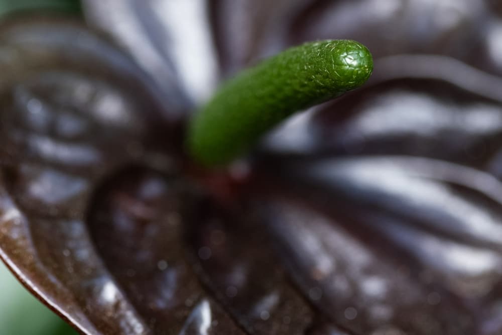 dark leaf and long green spadix of Anthurium 'Black Love'