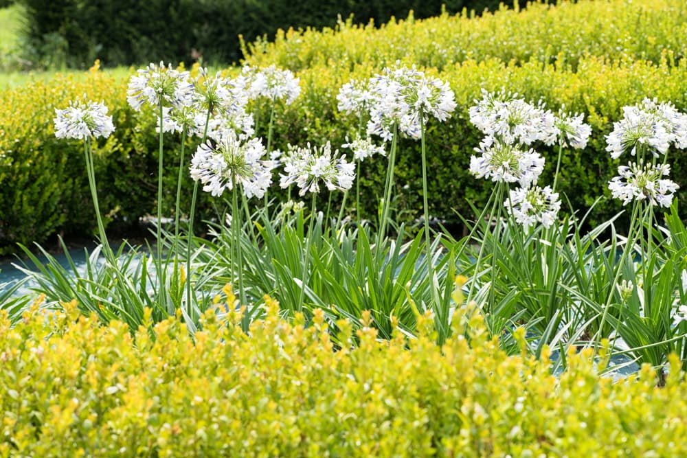 white flowering agapanthus on tall stems growing in rows with hedging in the foreground and background