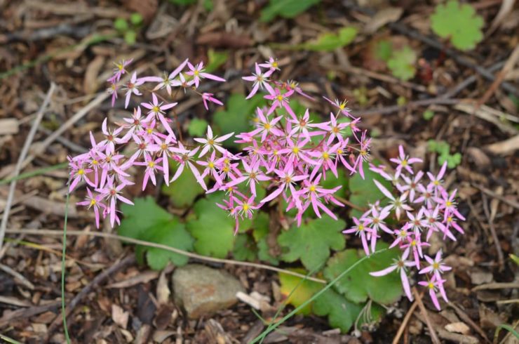 How To Grow Saxifraga Types: Popular For Rockeries, Pots, Stone Walls ...