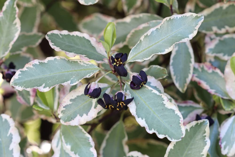 P. tenuifolium 'Elizabeth' with cream and green leaves, small black flowers and fresh new growth