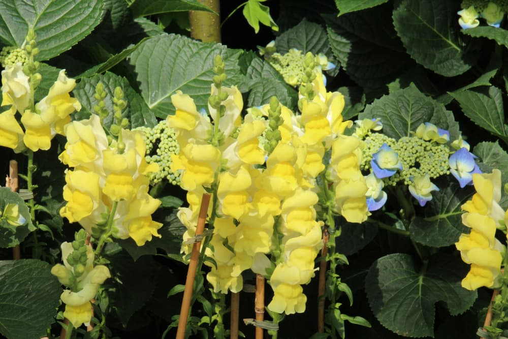 tall yellow flowering snapdragons partnered with a blue flowering hydrangea