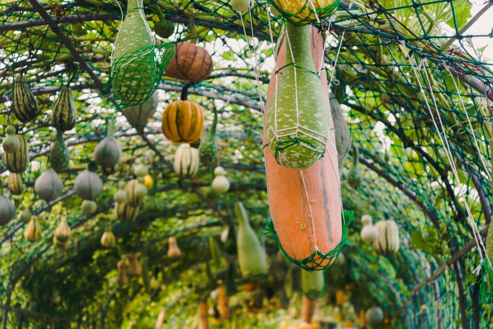 multiple different types of squash in different shapes, sizes and colours hanging from a pergola garden support