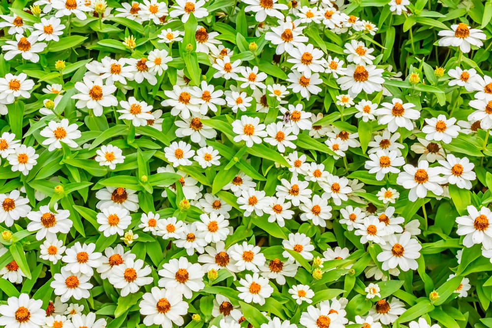 blanket flowering zinnia 'Profusion White' in flower