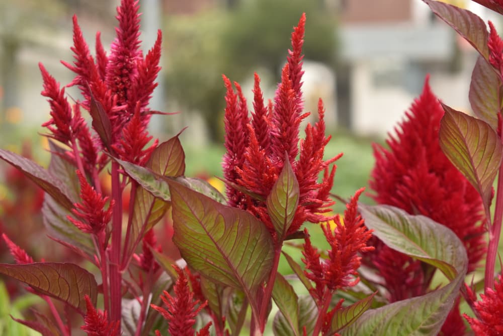 red flowering plumes of Celosia argentea 'Dragon's Breath'