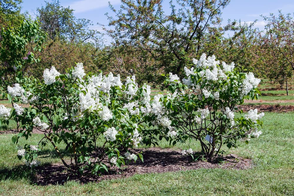 Syringa vulgaris 'Mount Baker' planted in a mulched area of a large garden