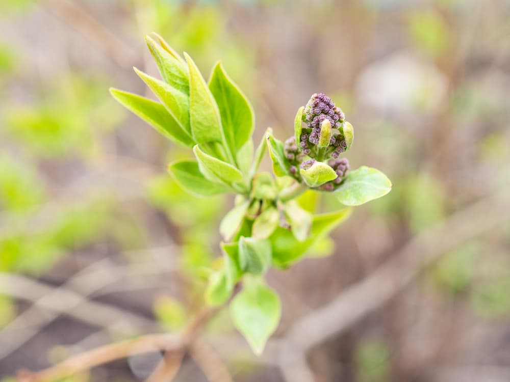 syringa lilac suckers emerging from the ground