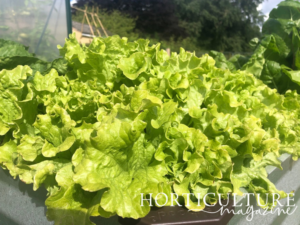 lettuces with green leaves growing in a raised garden bed outside in front of a greenhouse