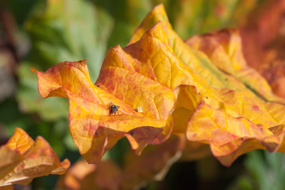 rhubarb leaf that has turned yellow with a fly sat on its surface