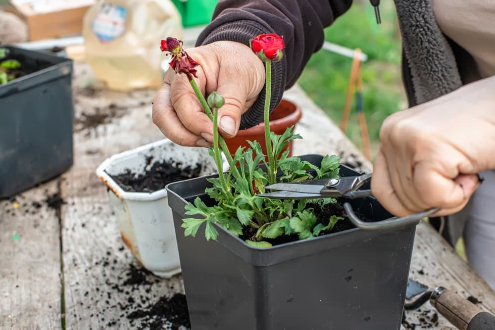 gardener snipping spent blooms of a small persian buttercup plant with scissors