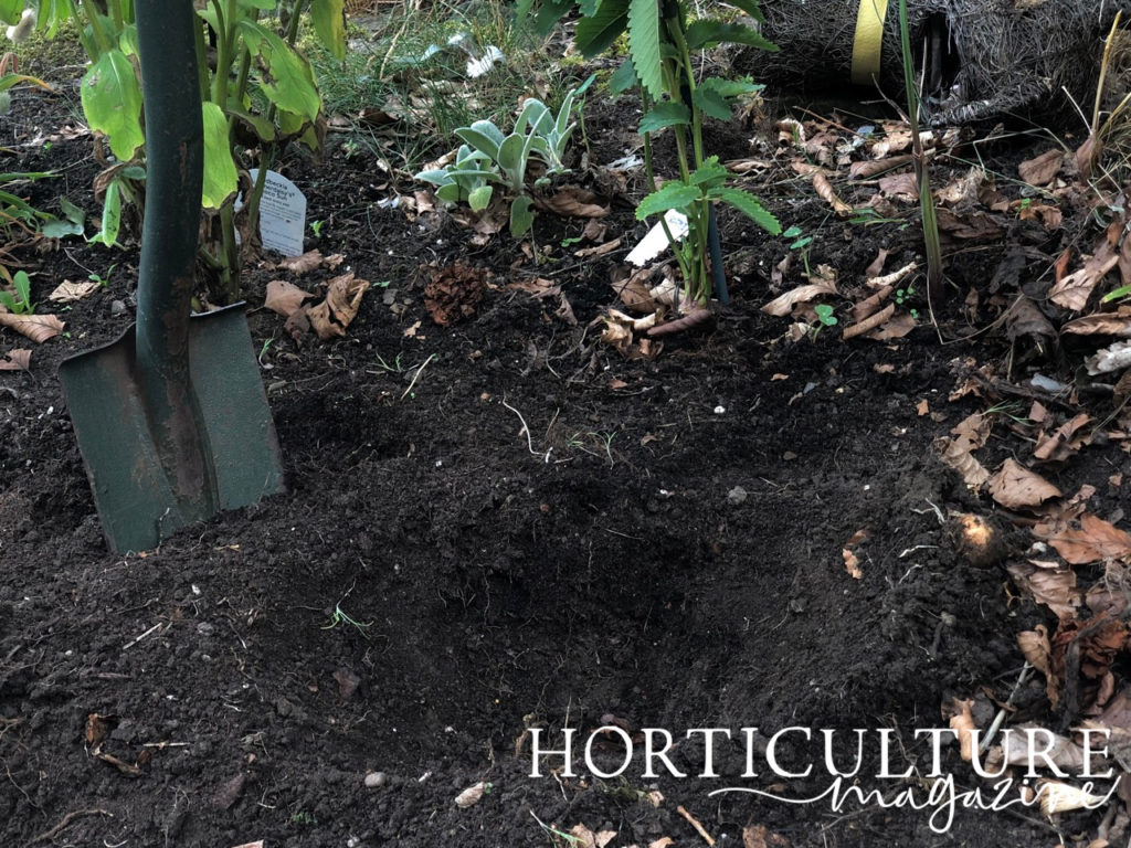 a planting hole in the ground next to a spade ready for phlox to be planted in