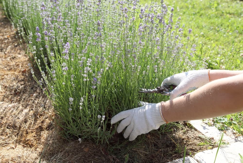 gloved gardener using secateurs to snip at the spent blooms of a lavender plant