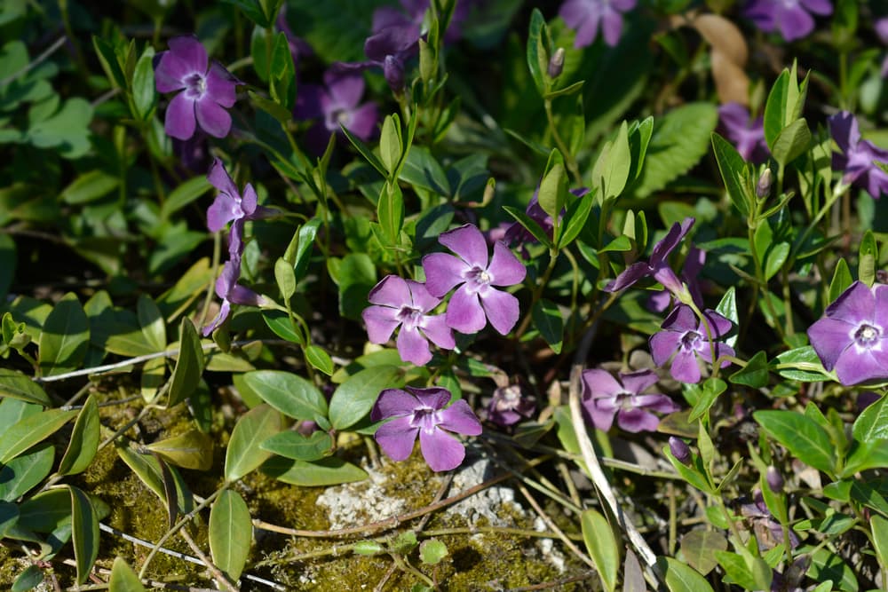ground covering V. minor ‘Atropurpurea’ with purple five-petalled flowers