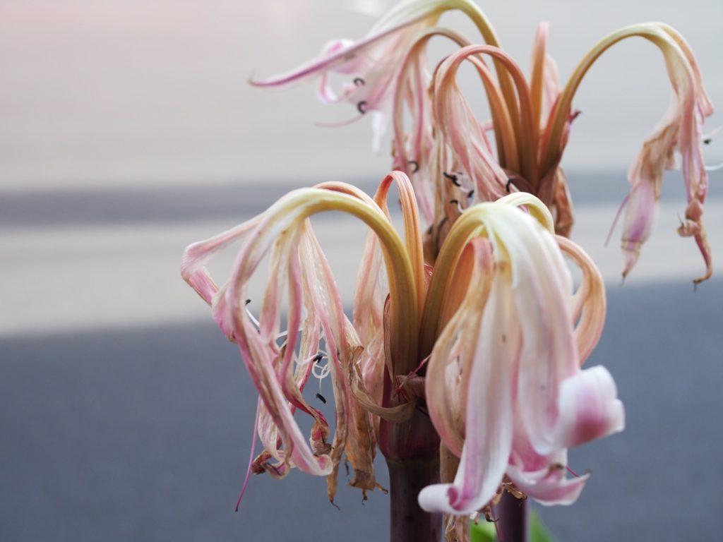 withered pink flowers growing from tall purple stems from an amaryllis plant that is ready to be pruned
