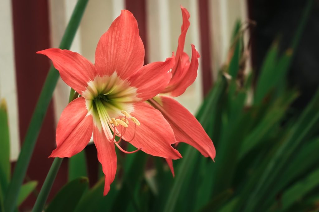 red amaryllis flowers with cream and green coloured centres