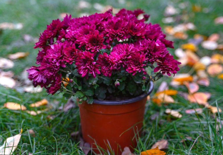 Growing Chrysanthemum In Pots Expert Tips Horticulture