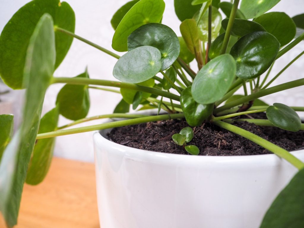 Pilea peperomioides plant growing in a container inside with round green leaves and a small pup growing from the side of the plant