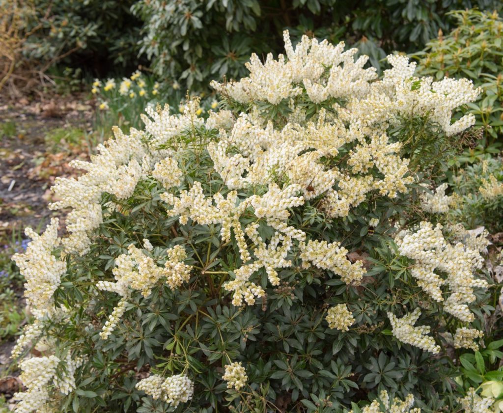 clusters of creamy-white bell-shaped flowers and dark green foliage from a very large pieris shrub