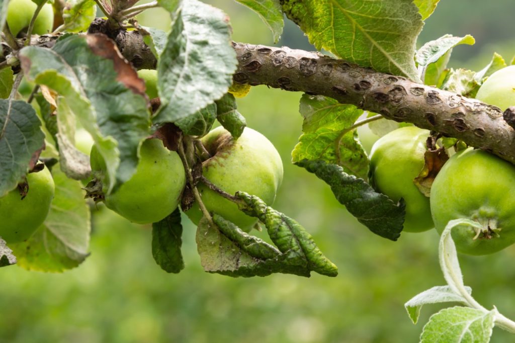 woody branch from an apple tree with curly green foliage bearing green fruits