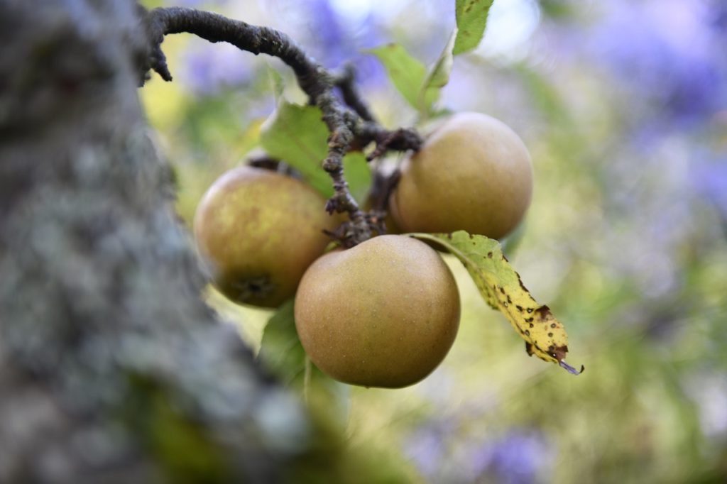 m. domestica 'egremont russet' with green fruits and leaves that are starting to turn brown growing from a woody branch