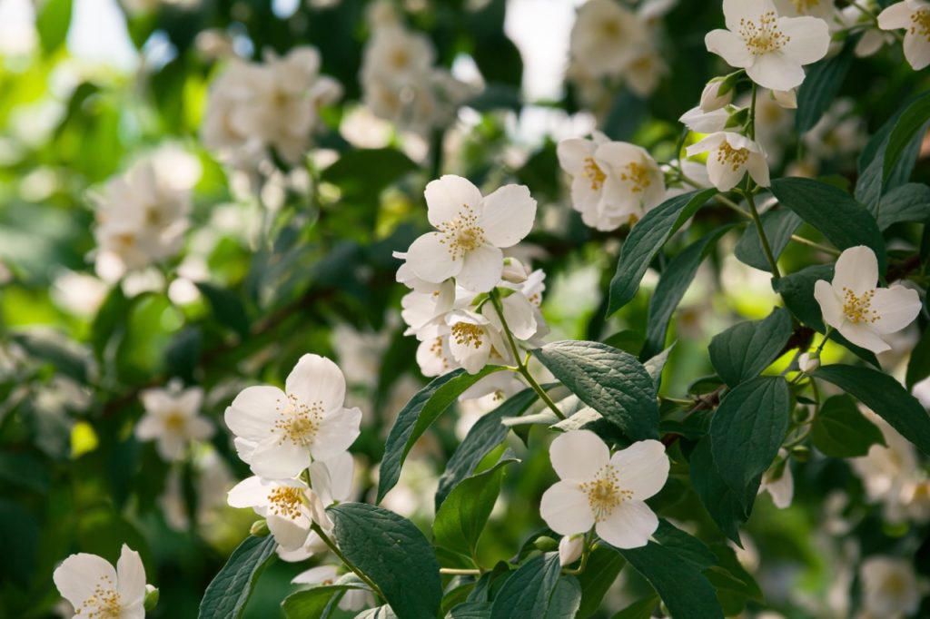 white flowering jasmine with dark green leaves