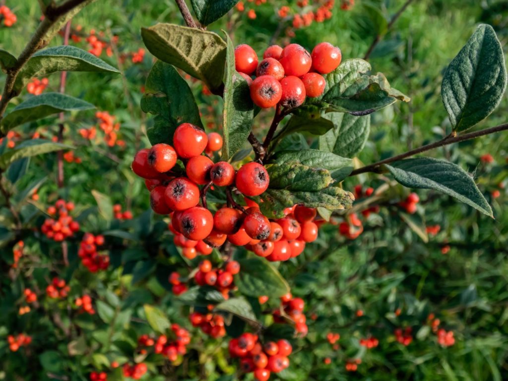 bright red berries and green leaves growing from a cotoneaster shrub