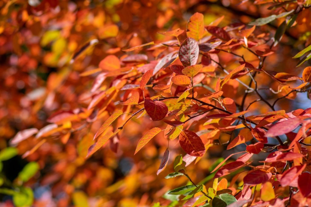 red leaves from an Amelanchier lamarckii tree growing in sunlight in the autumn