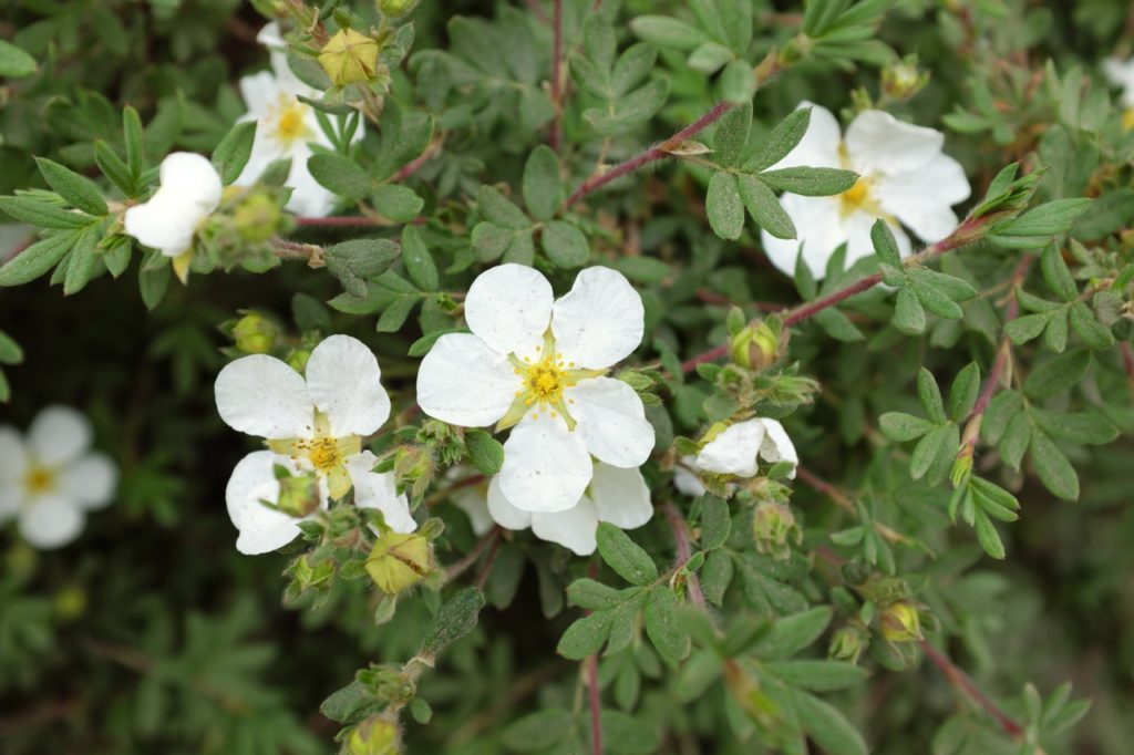 potentilla shrub with white flowers and green leaves growing from red stems outside