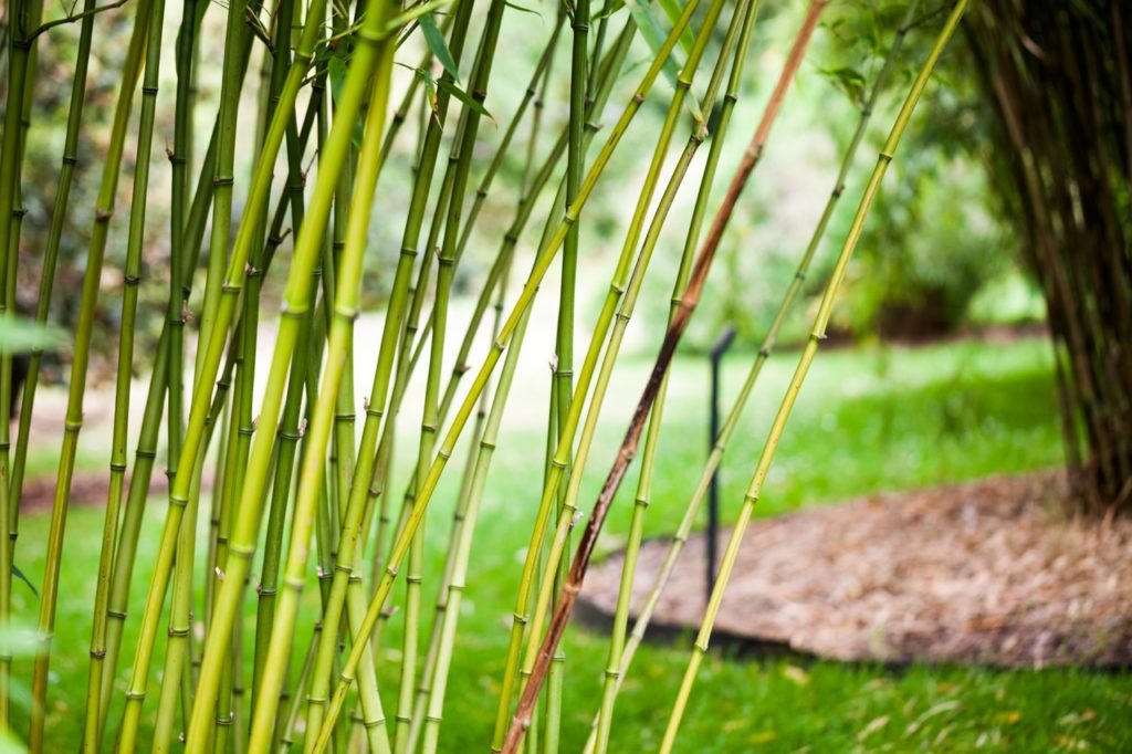 thin green bamboo canes growing as part of a garden feature outdoors