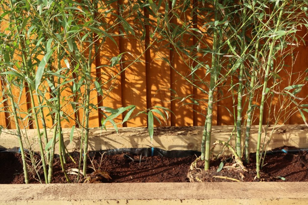 green bamboo canes exhibiting thin leaves as it grows for a soil-filled narrow bed against a wooden fence