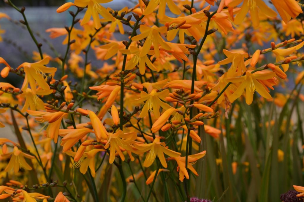 orange funnel-shaped flowers from a crocosmia plant