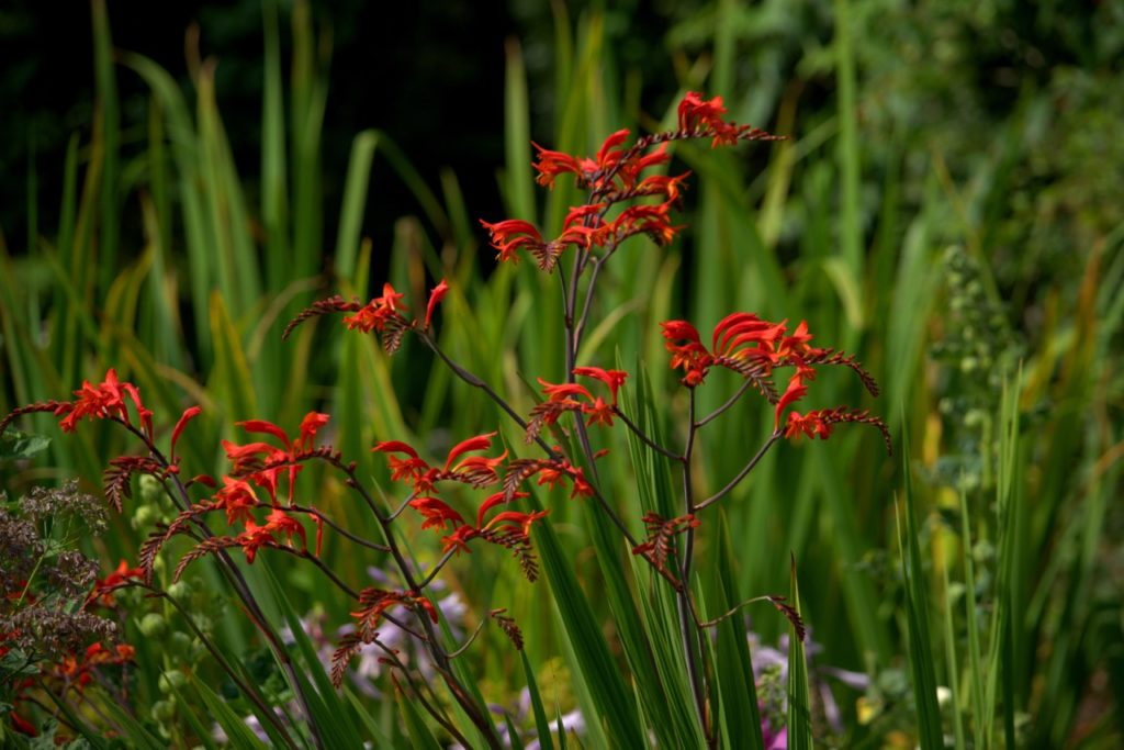 red flowering crocosmia growing outside with long spiky green leaves