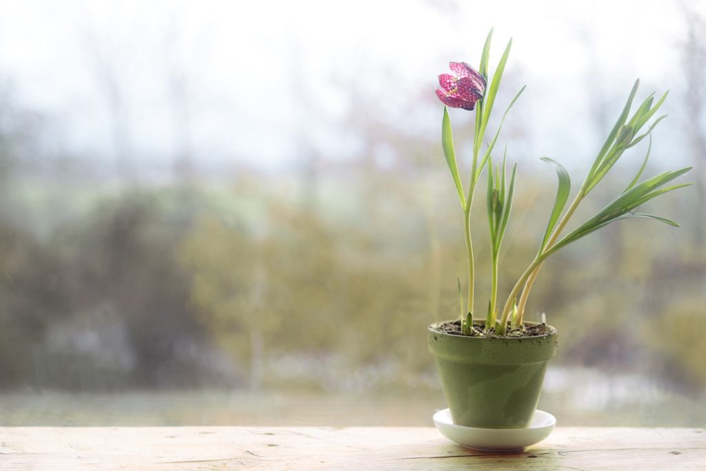 purple flowering potted Fritillaria meleagris on a wooden bench in front of a window