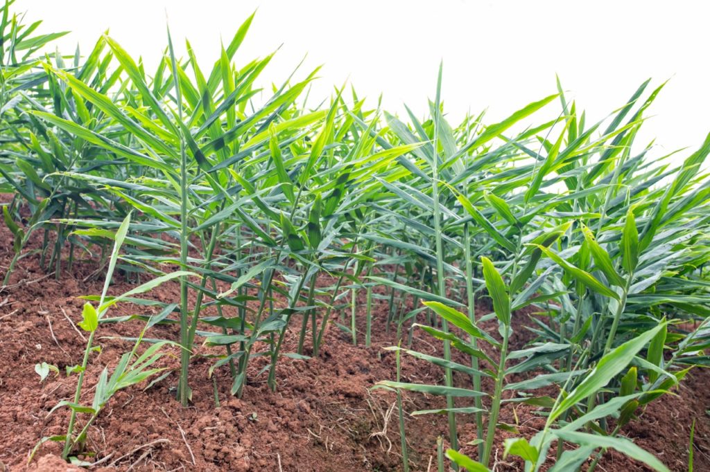 Zingiber officinale with tall green stems and leaves growing outdoors