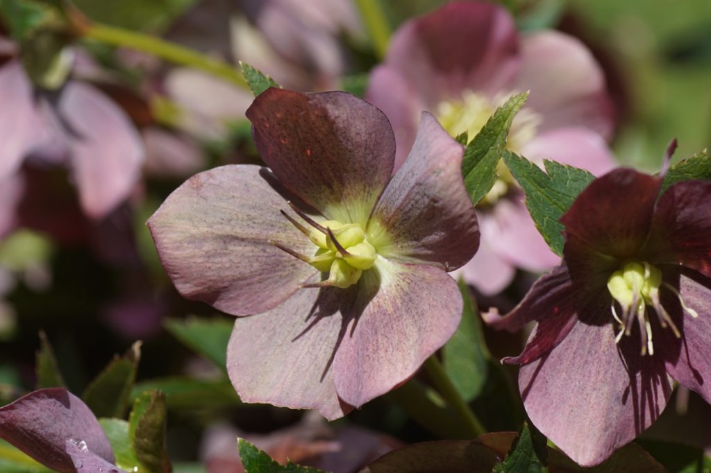purple flowering hellebore plants with yellow centres growing outside