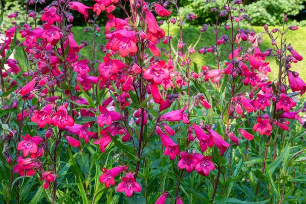 a field full of bright pink flowers from upright penstemon