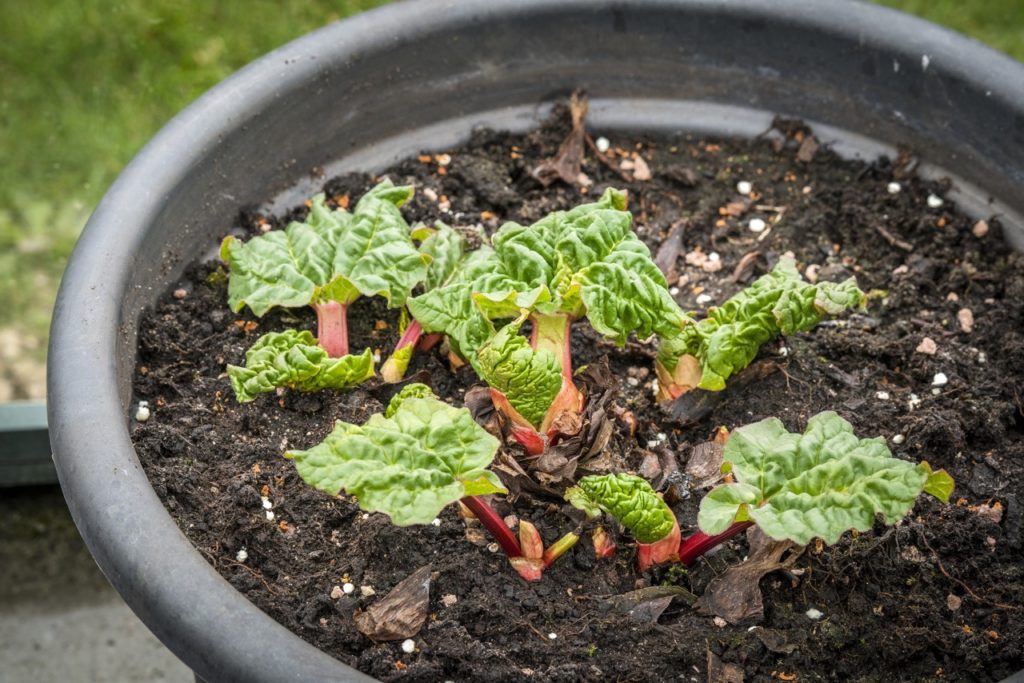 young rhubarb plants with frilly green leaves and purple stems growing in a large pot outside
