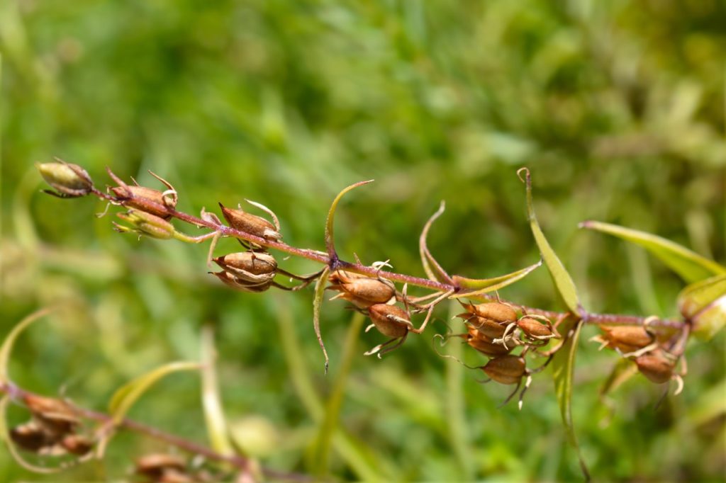 seed pods hanging from the branch of a mature penstemon late in the season